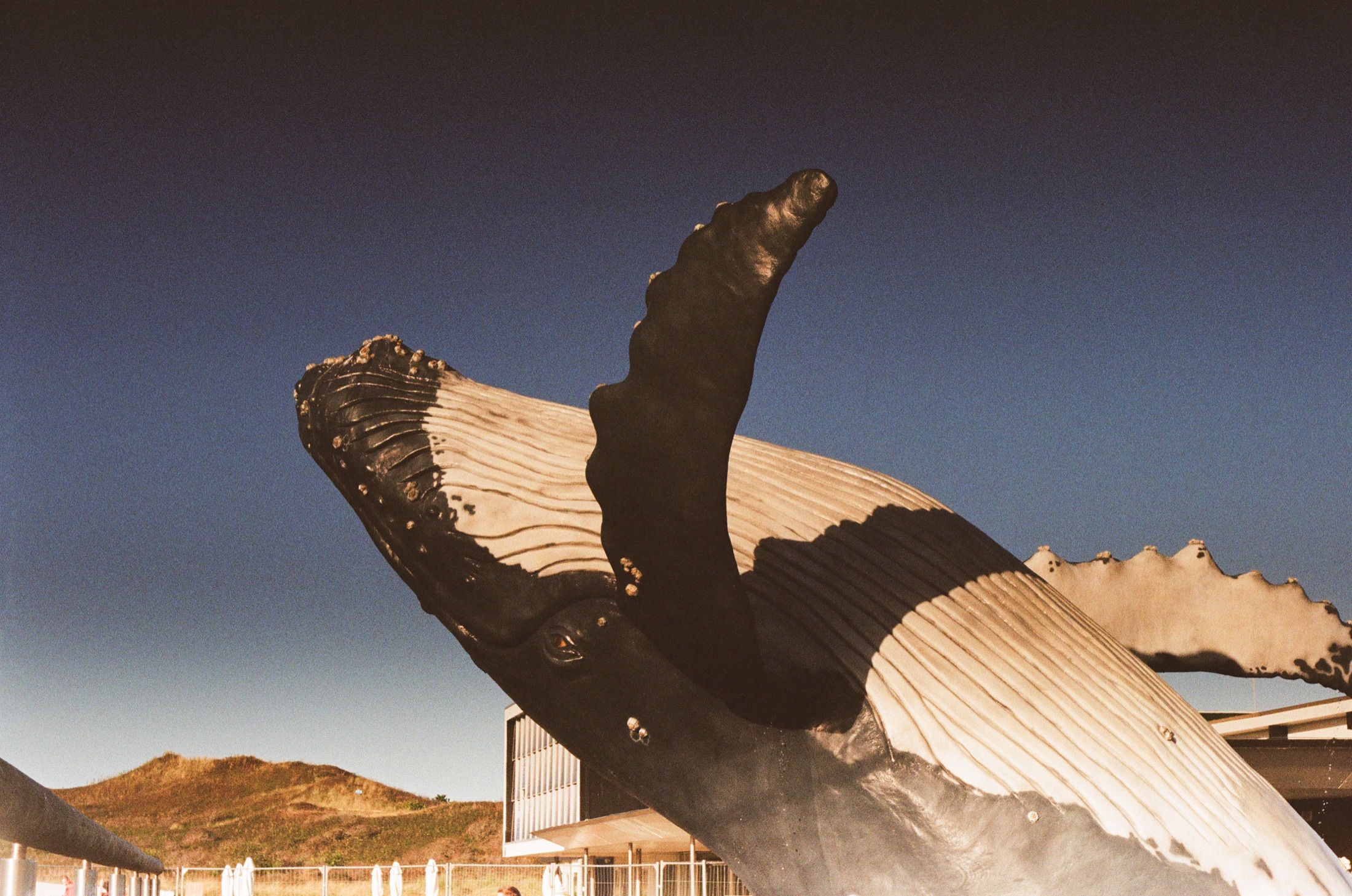 Whale sculpture against a clear sky