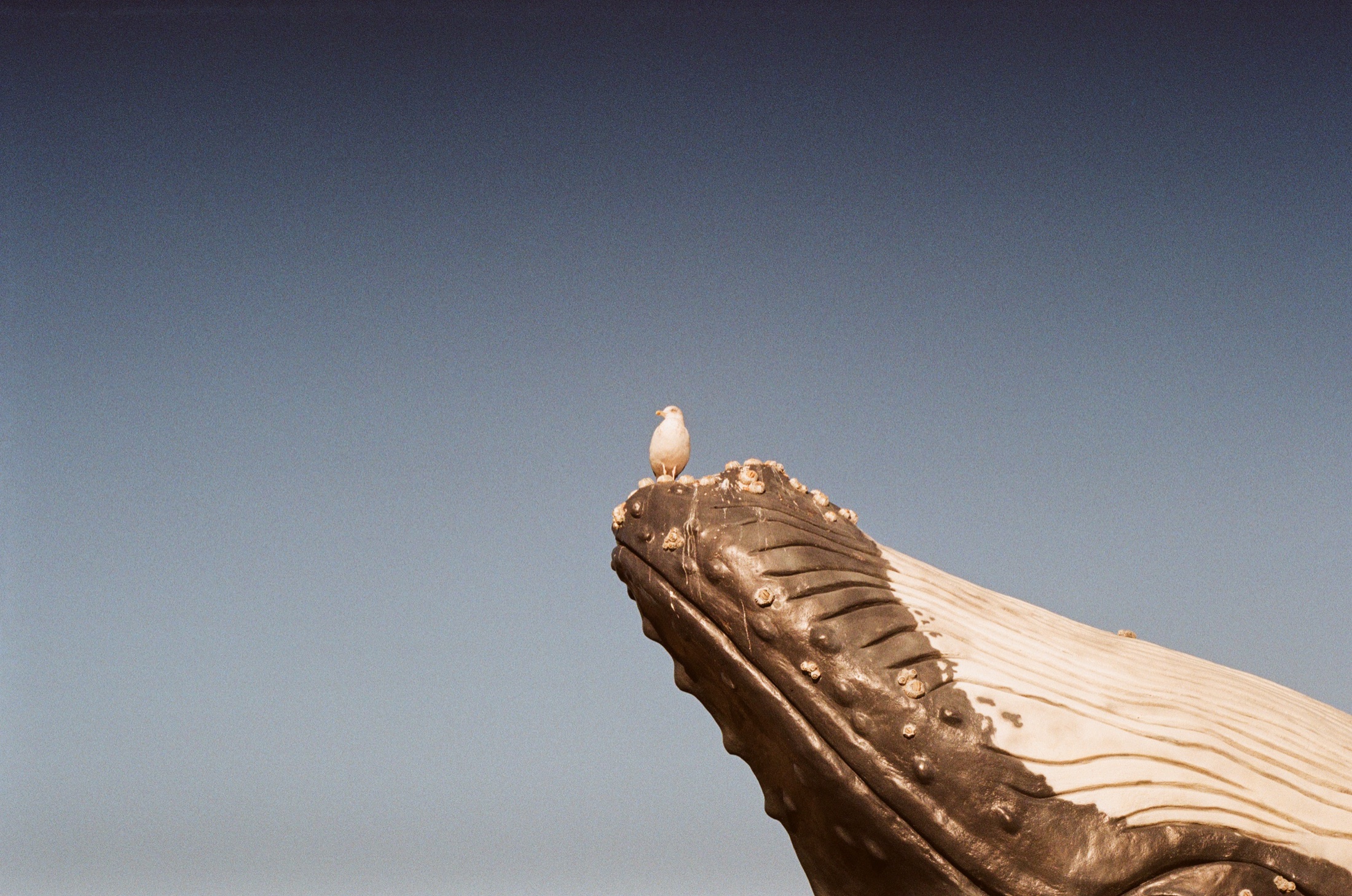 A gull perched on a whale sculpture