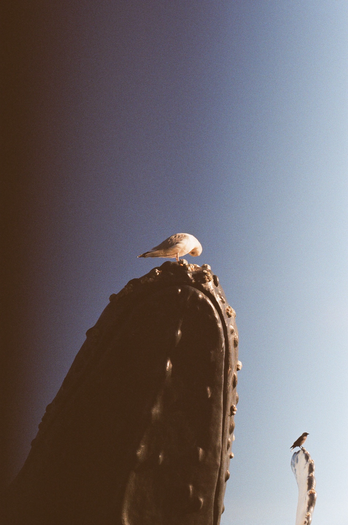 A gull on the tip of a whale sculpture