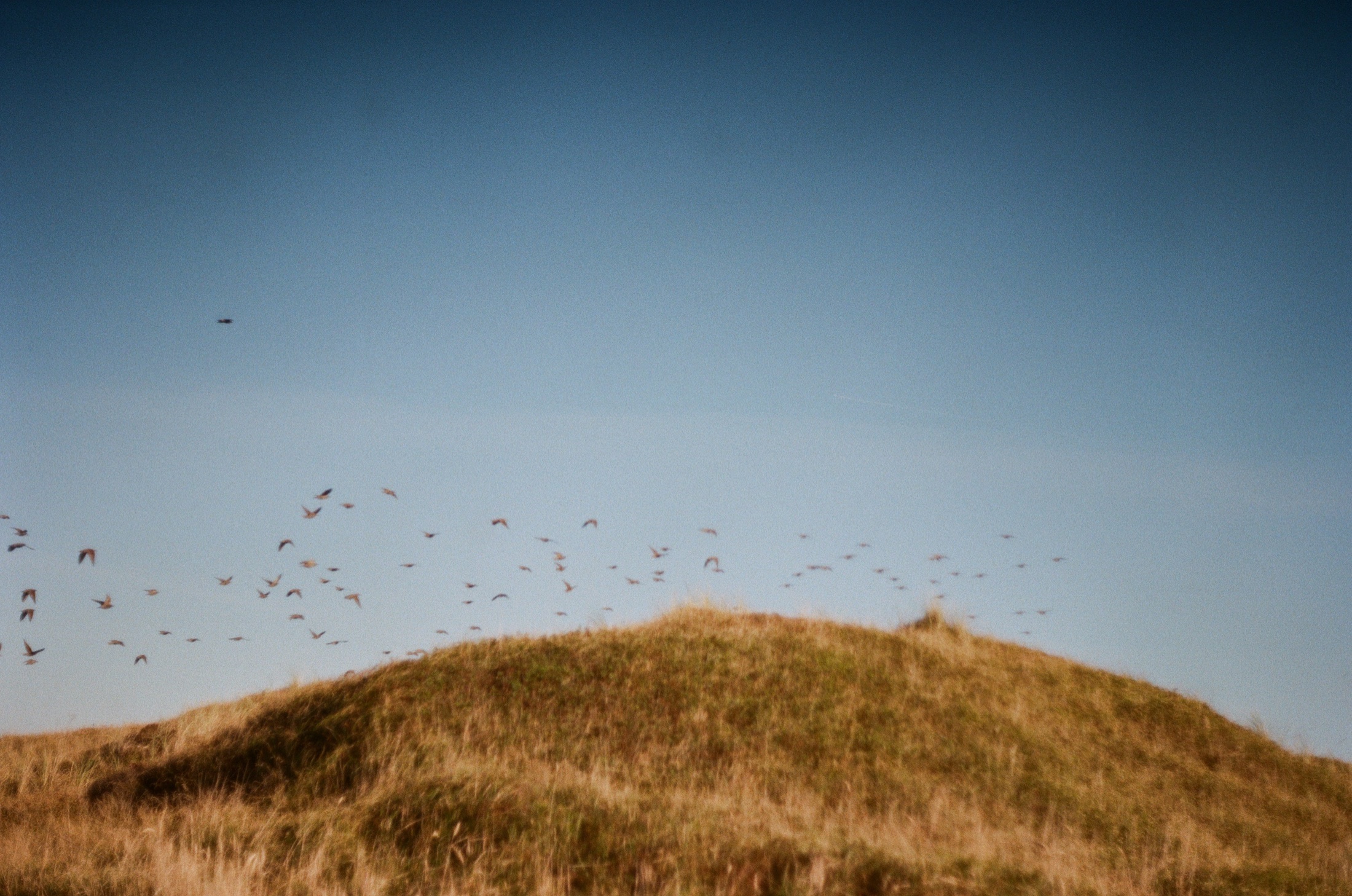 Birds flying above a grassy dune