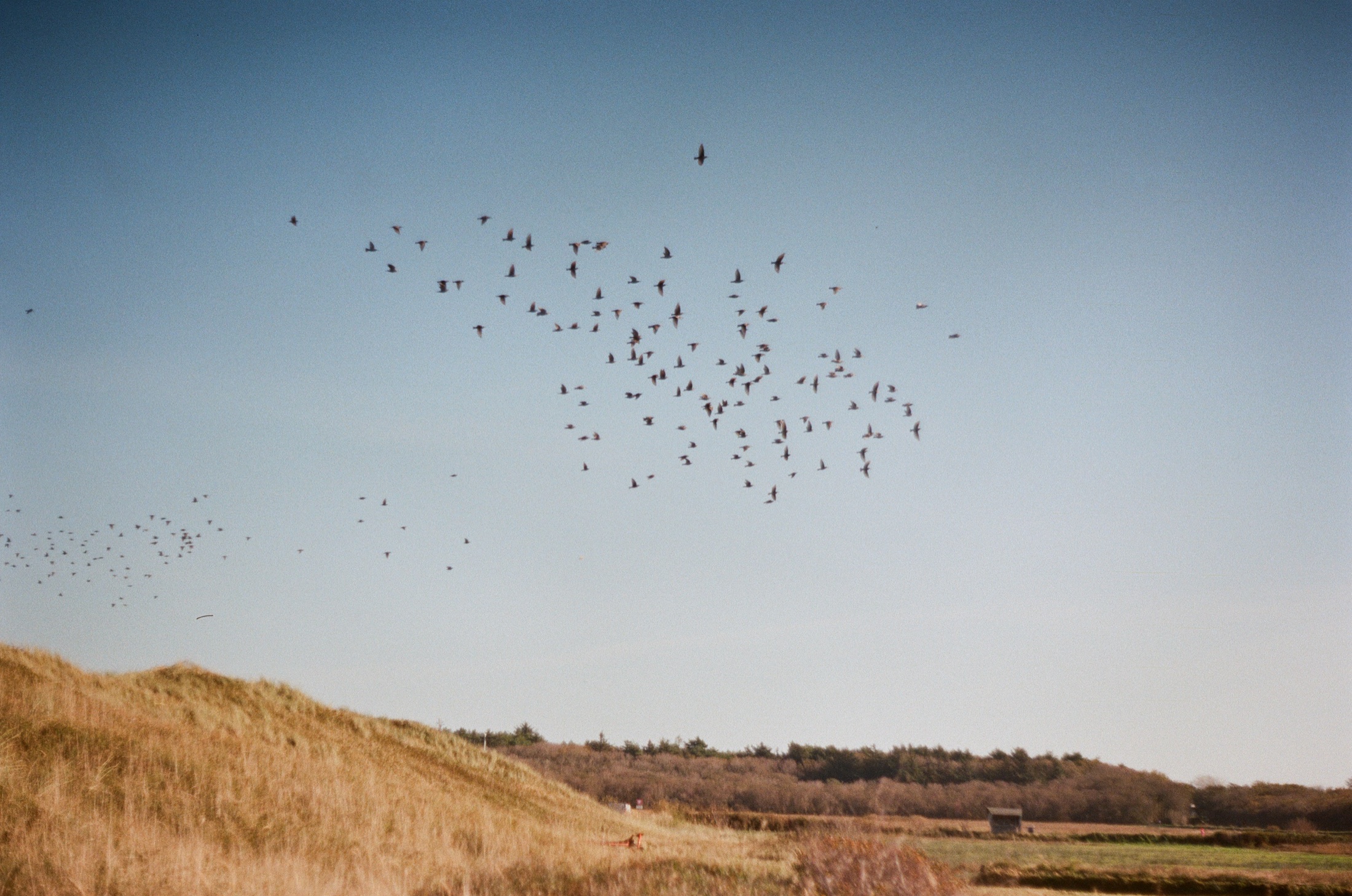 A flock of birds above the dunes