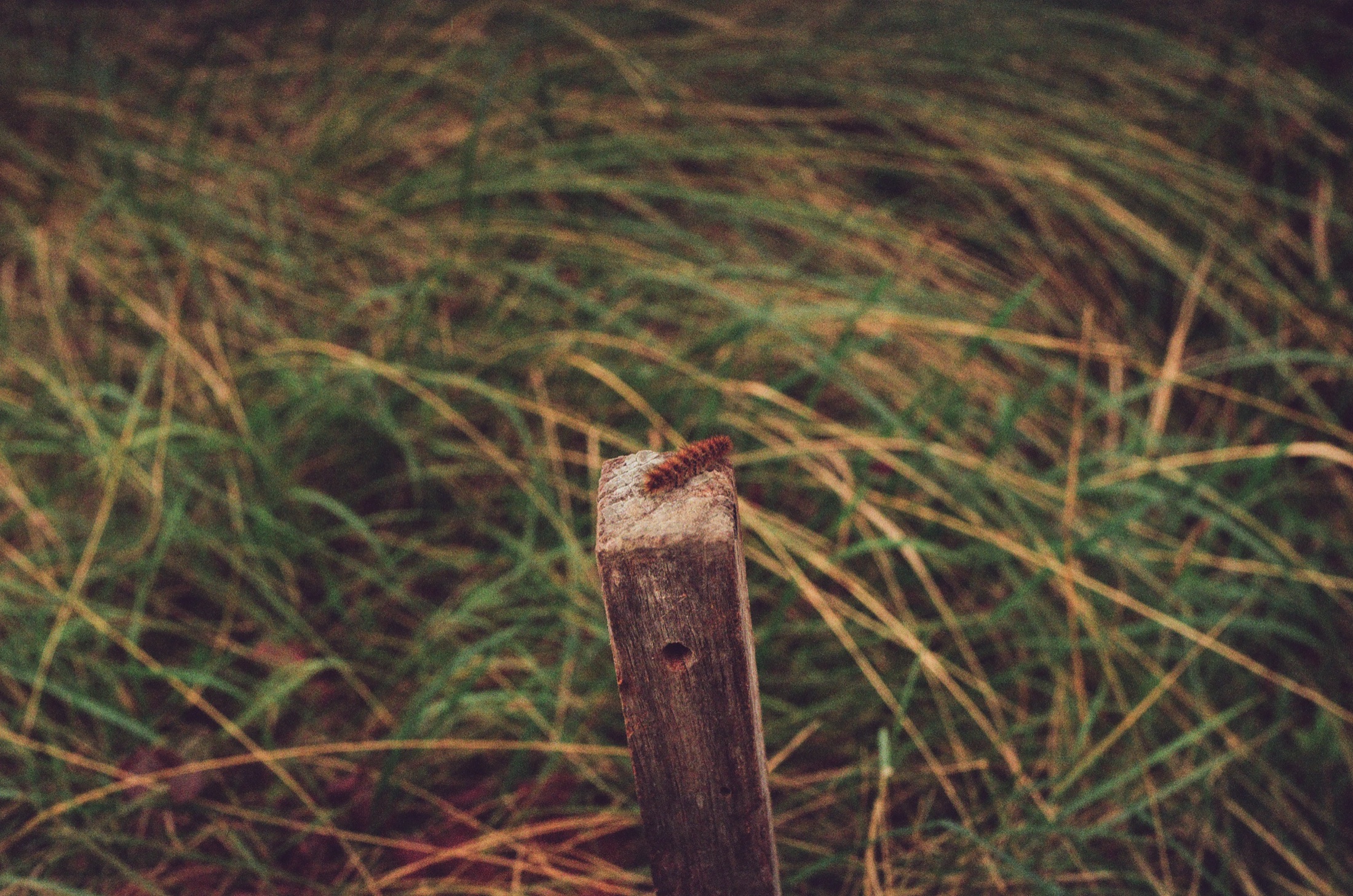 A weathered wooden post among dune grasses