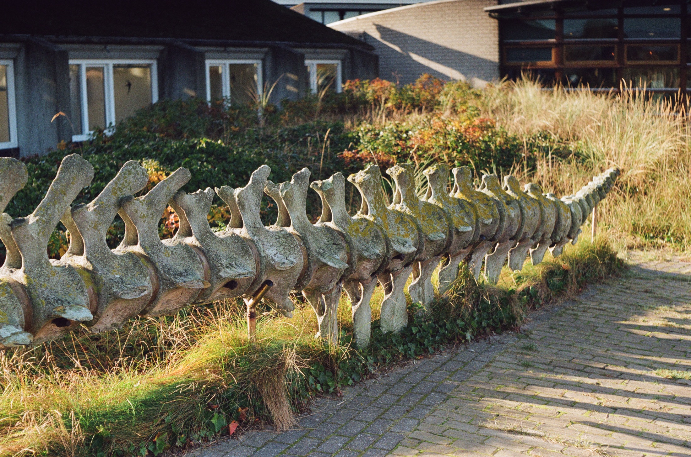 Whale vertebrae displayed outdoors
