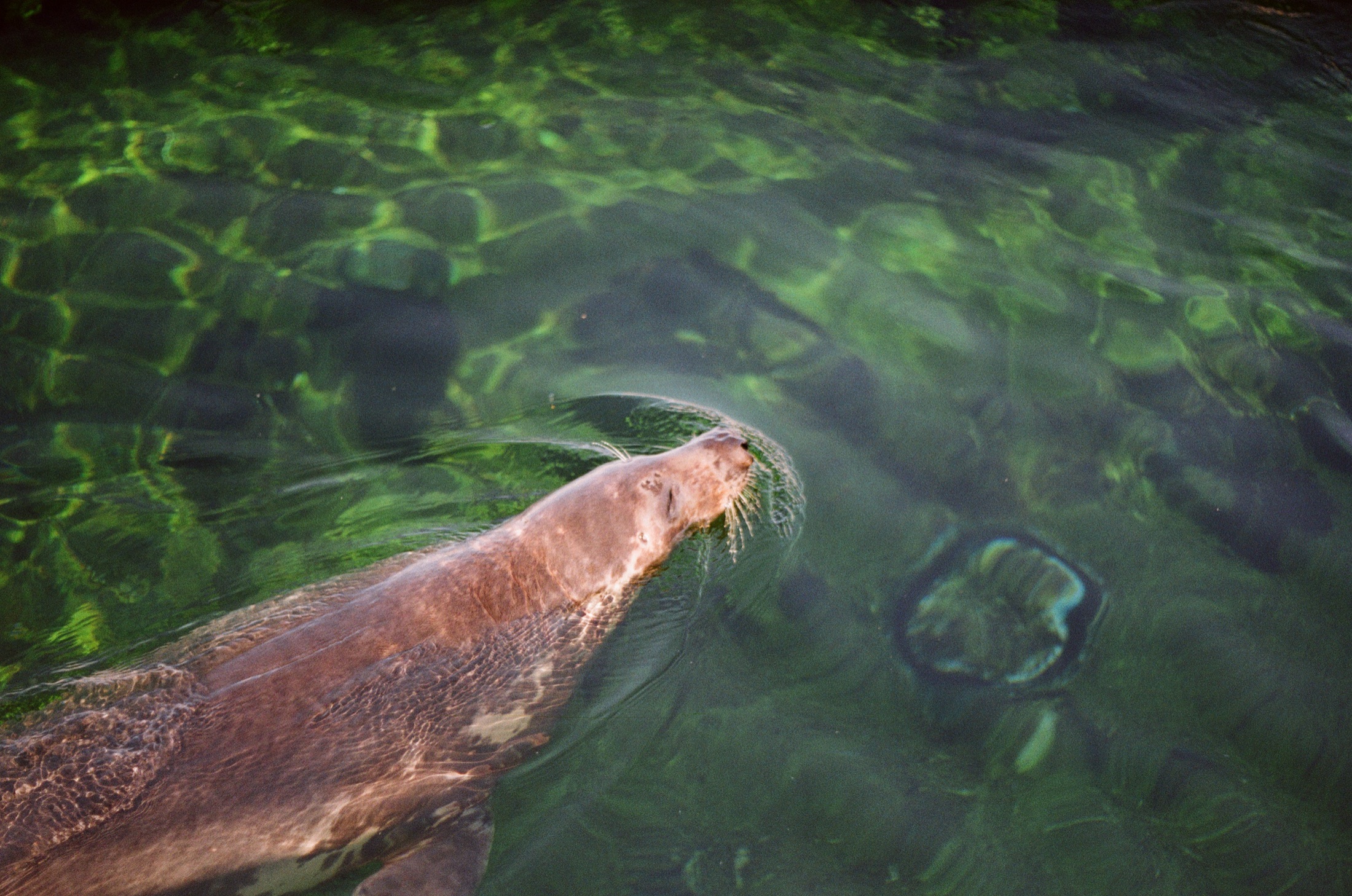 A seal swimming in green water